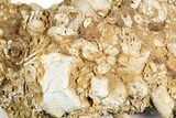 Mississippian Fossil Crinoid Stem Cluster - Kentucky #358746-2